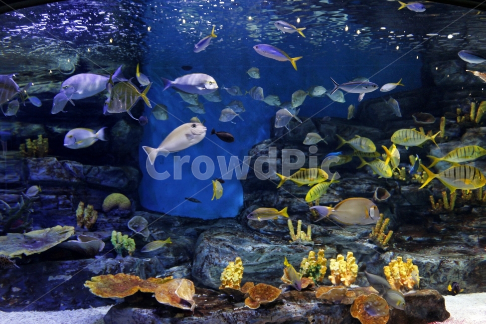 	수족관,아쿠아리움,바다,물속,아쿠아플라넷,해양,물고기,어류,sea,fish,동물,animal,어류,물고기,fish