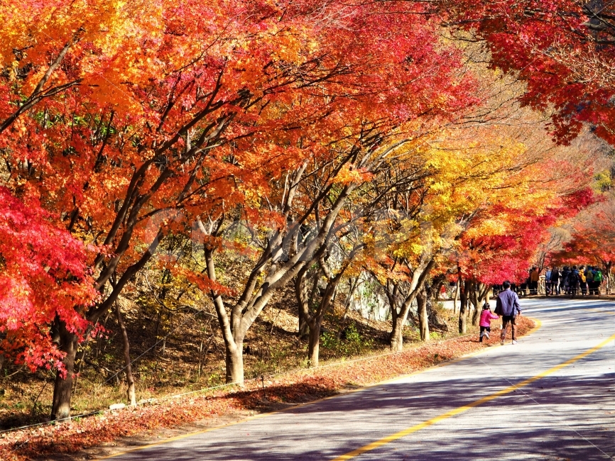 가족,아빠,내장산,단풍,가을,가을,계절,fall,autumn,season,자연,풍경,nature,landscape,한국자연풍경,한국자연경관,korea nature landscape,사람,인물,인간,human,person,가족,패밀리,family,tree,나무,plant,식물,maple,leaf,잎