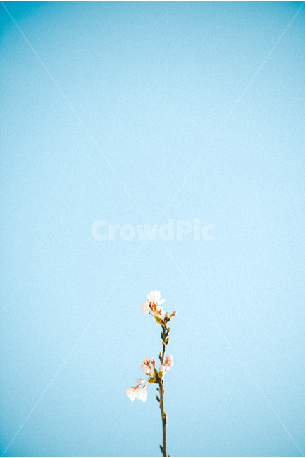 벚꽃,벚나무,꽃,봄,꽃놀이,꽃구경,봄,계절,spring,season,식물,자연,plants,nature,꽃,flower,감성,sensible,feeling,색깔,색상,색채,색감,color sense,color sensitivity,feeling of color,plant