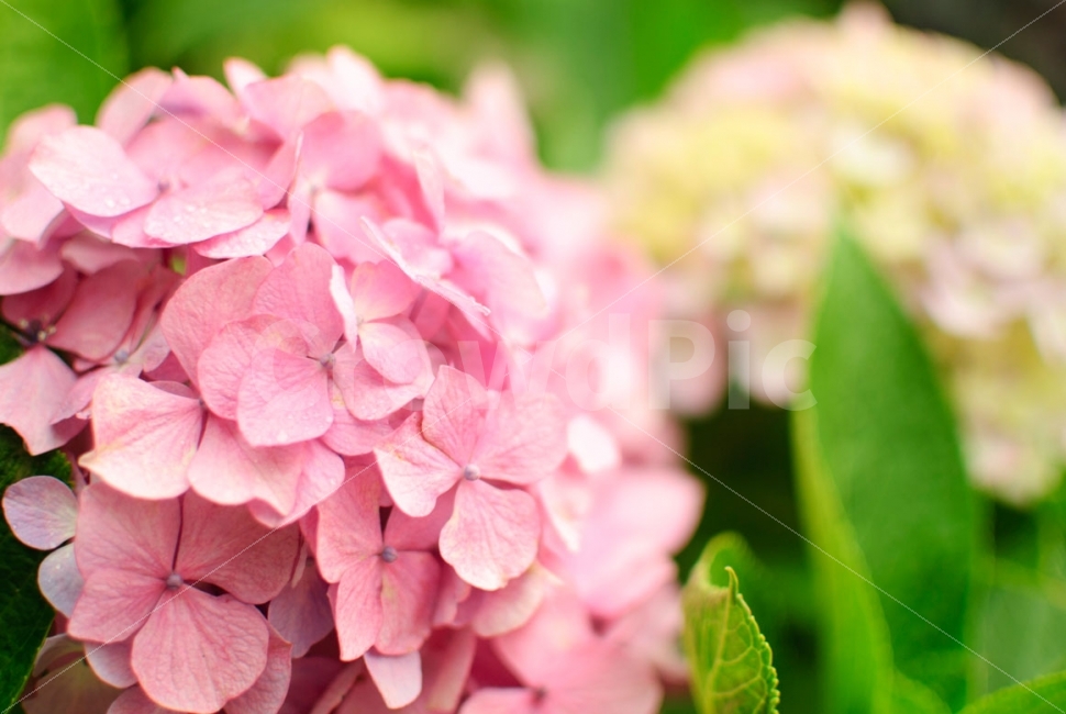 수국,꽃,태종사,부산,식물,태종대,여행,flower,plants,travel,식물,자연,plants,nature,꽃,flower