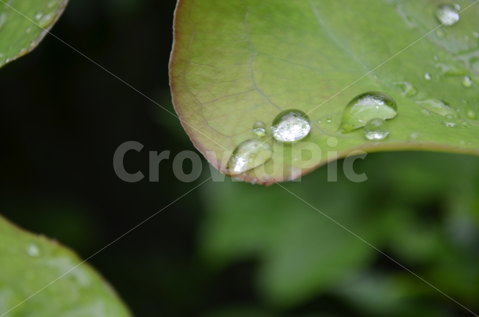 물방울,감성,느낌,힐링,이슬,아침이슬,숲,풍경,잎파리,식물,자연,plants,nature