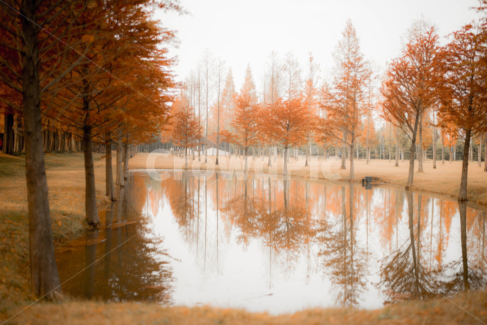 가을,메타쉐콰이어,메타쉐콰이어길,단풍,낙엽,담양,하늘,가을,계절,fall,autumn,season,자연,풍경,nature,landscape,tree,나무,plant,식물