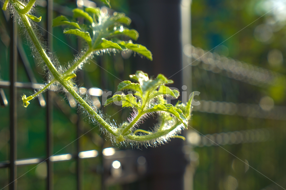 수박,줄기,재배,농작물,넝쿨,식물,자연,식물,자연,plants,nature