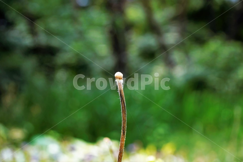 할미꽃,낙화,자연,식물,flower