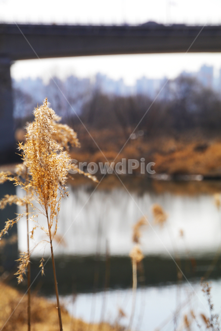 갈대,억새,풀,마른풀,하천,강,나무,가을,물,식물,자연,plants,nature