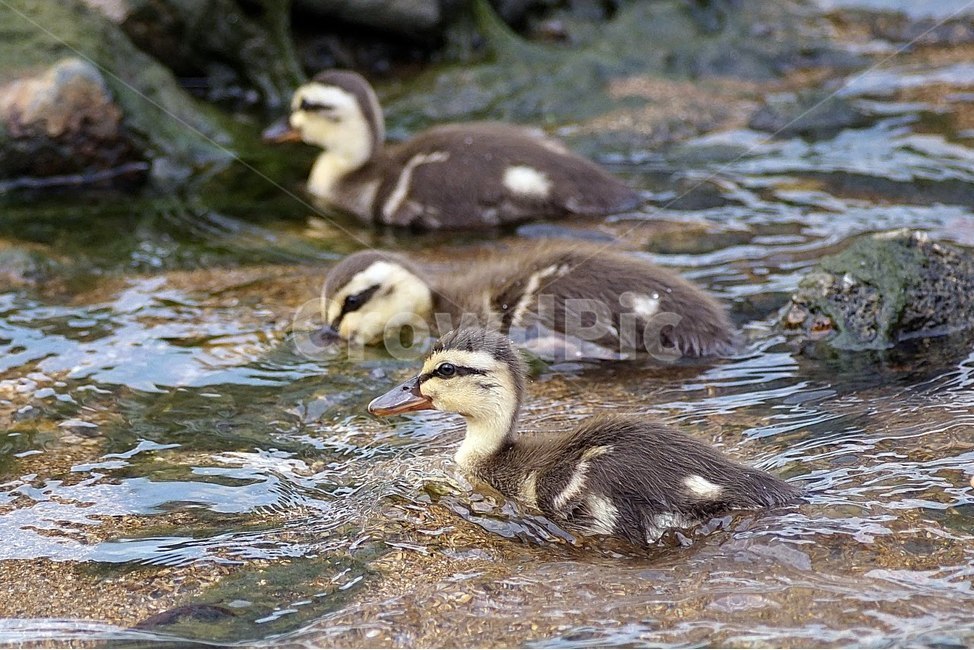 오리,흰뺨검둥오리,아기오리,새끼오리,탐조,조류,새,동물,animal,조류,새,birds