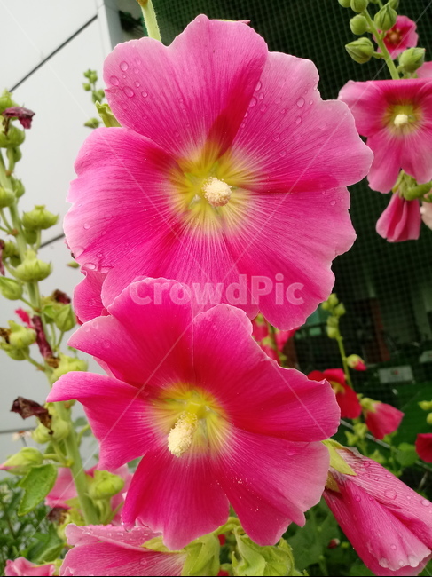 접시꽃,hollyhock,촉규화,덕두화,접중화,촉계화,단오금,황촉화,아욱과