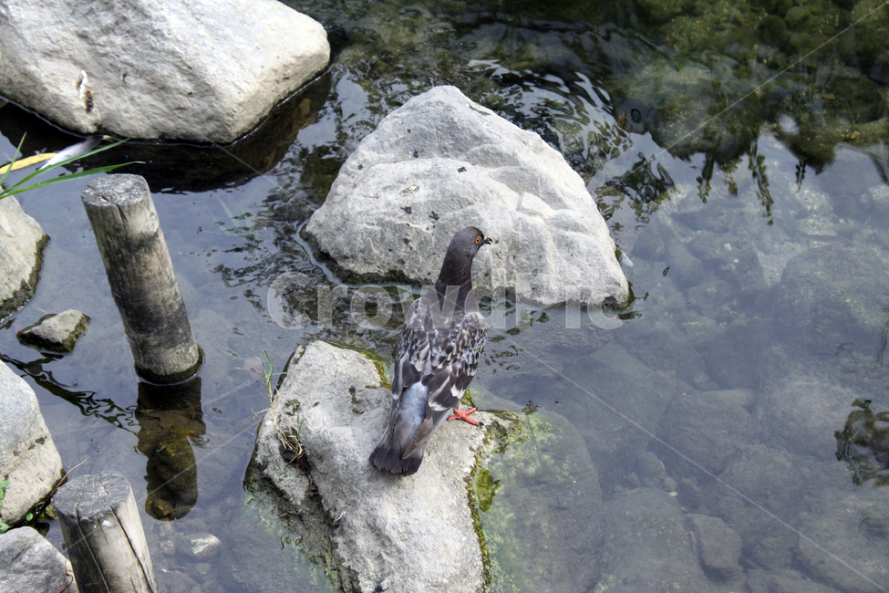 bird,새,animal,동물,비둘기,돌,바위,개울,냇가,청계천,동물,animal,조류,새,birds