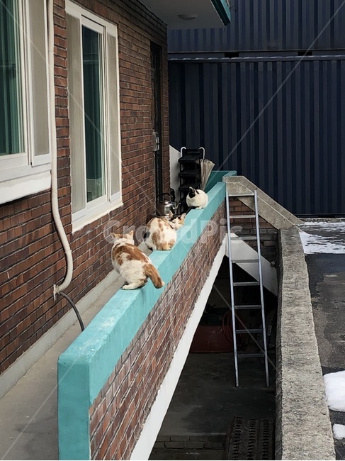 고양이,담벼락,야옹이,일상,집사,컨테이너,동물,animal,포유류,mammal,고양이,cat,kitten,kitty
