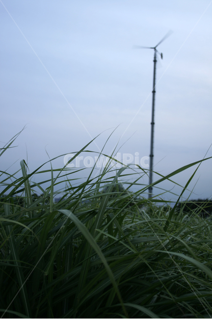 하늘,공원,하늘공원,저녁,바람,풍력,자연,풍경,nature,landscape,plant,식물,grass,잔디