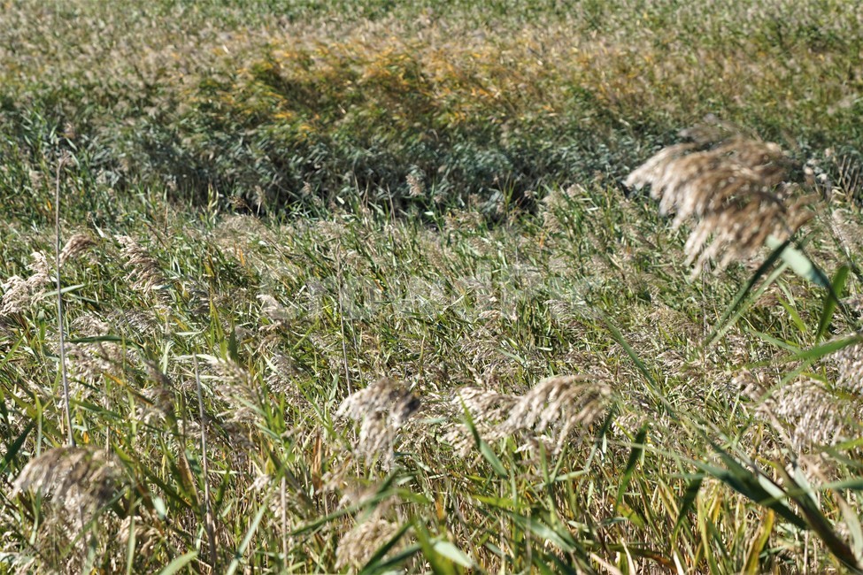 가을,갈대,자연,식물,nature,fall,autumn,가을,계절,fall,autumn,season