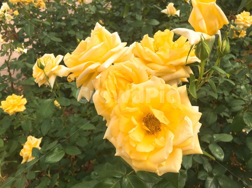 꽃,flower,blossom,plant,식물,화원,식물,자연,plants,nature,꽃,flower