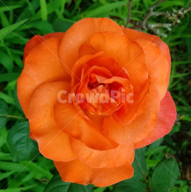 장미,장미꽃,플라워,식물,flower,로즈