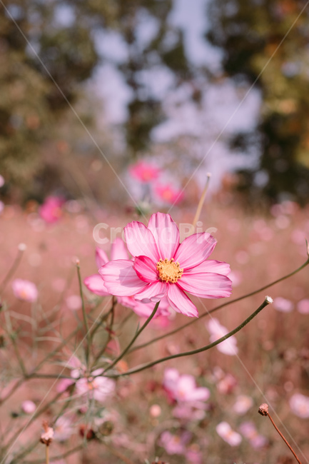 tree,나무,식물,treetrunk,나무줄기,숲,forest,코스모스,가을,fall,autume,flower,blossom,꽃,petal,꽃잎,plant,가을,계절,fall,autumn,season,식물,자연,plants,nature,꽃,flower