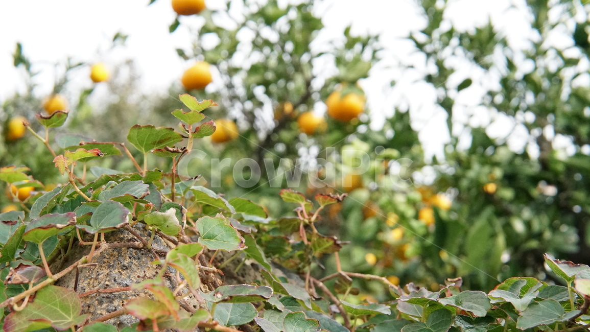 귤,제주도,식물,과일,food,fruit,과일,열매,fruit