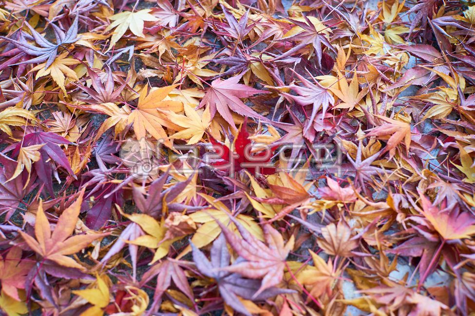 leaf, 잎, tree, maple, 단풍, 사진,이미지,일러스트,캘리그라피 - neon0083작가