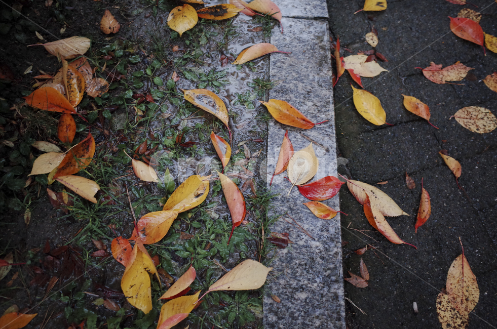 leaf,잎,plant,식물,낙엽,가을,fall,ground,바닥,walkway,인도,보도,red,yellow,rainyday,가을,계절,fall,autumn,season,식물,자연,plants,nature