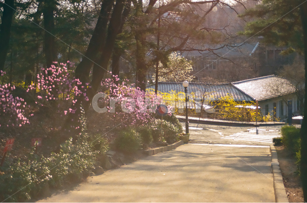 풍경,landscape,꽃,flower,자연,nature,나무,tree,공원,park
