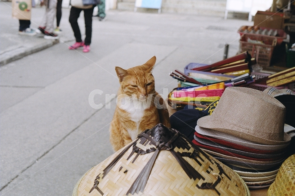 고양이,홍콩,필름카메라,film,동물,길고양이,시장,마트,마켓,market,mart,market place,동물,animal,포유류,mammal,고양이,cat,kitten,kitty