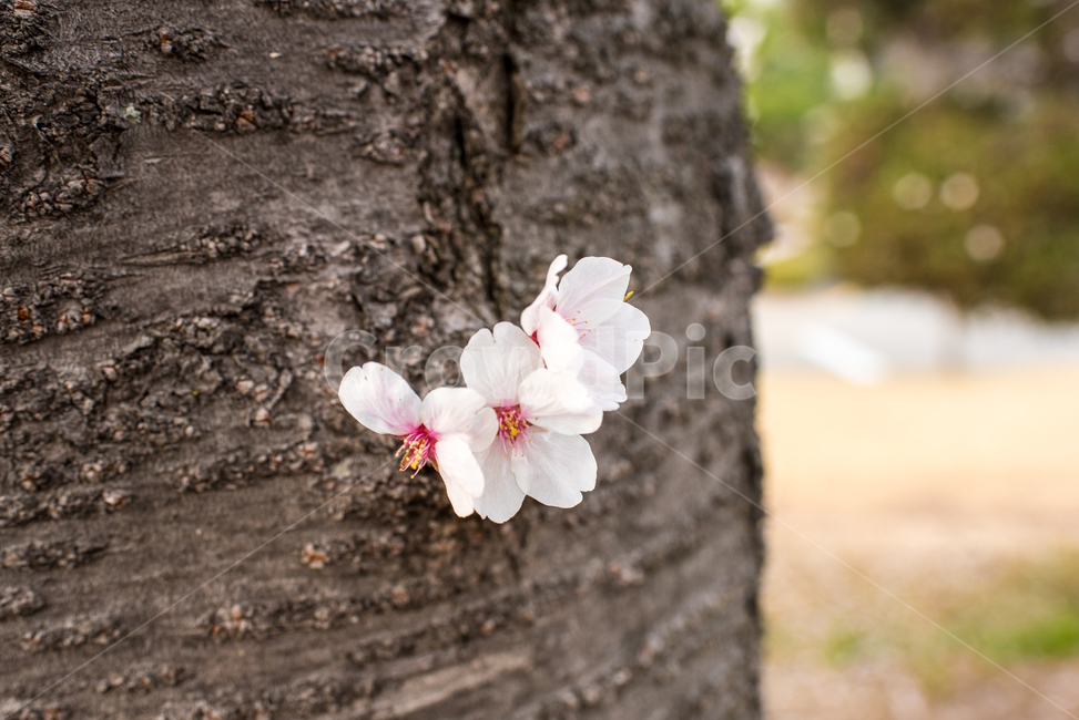 벚꽃,벚꽃한송이,한송이,꽃,꽃한송이,벚꽃하나,flower,꽃하나
