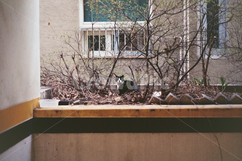 고양이,길고양이,검은고양이,길냥이,동물,cat,blackcat,동물,animal,포유류,mammal,고양이,cat,kitten,kitty