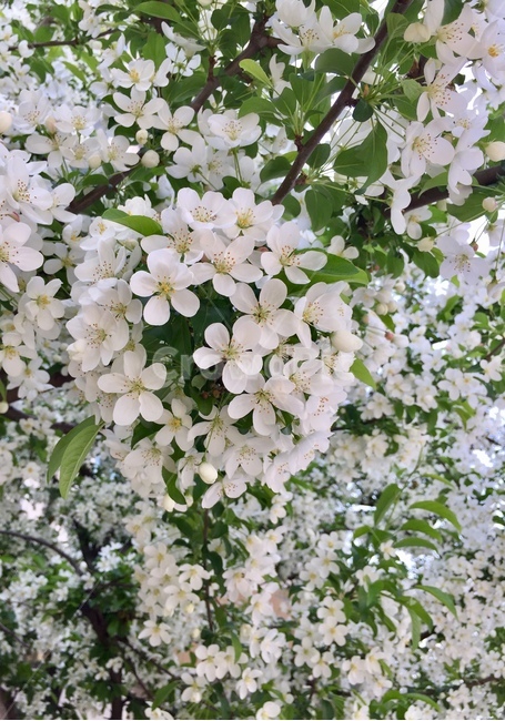 봄,꽃,나무,식물,자연,flower,nature,식물,자연,plants,nature,꽃,flower