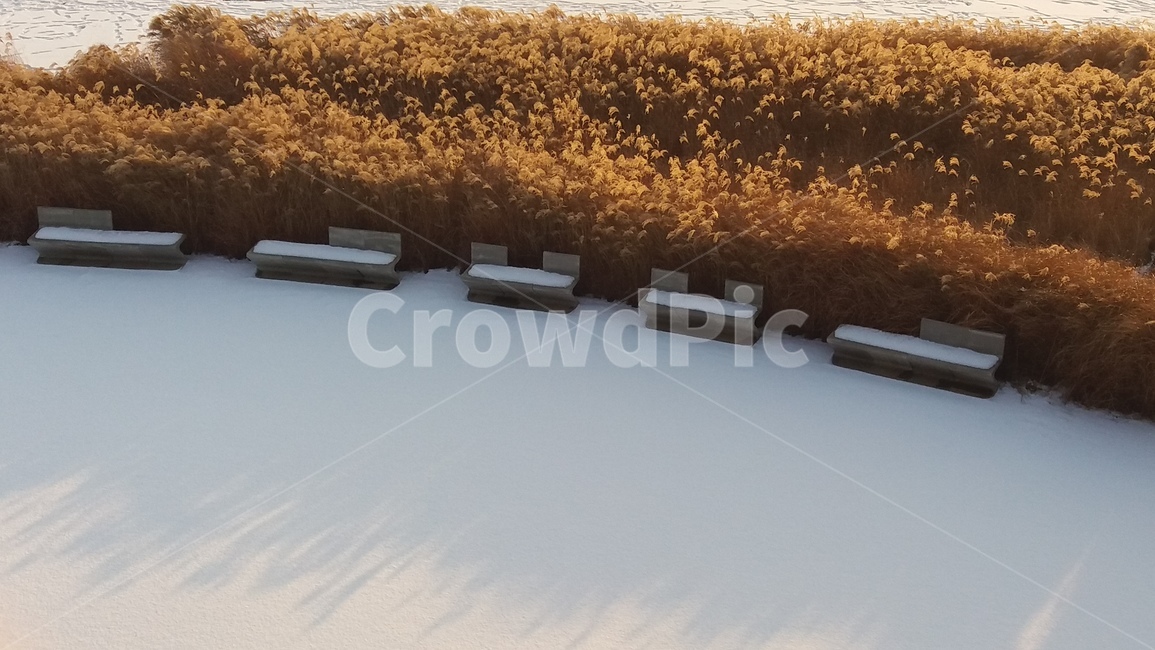억새,풀,눈,snow,길,노을,해질녘