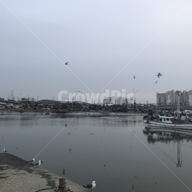 소래포구,갈매기,바다,배,어선,산업,industry,industrial,어업,fishery,fishing industry