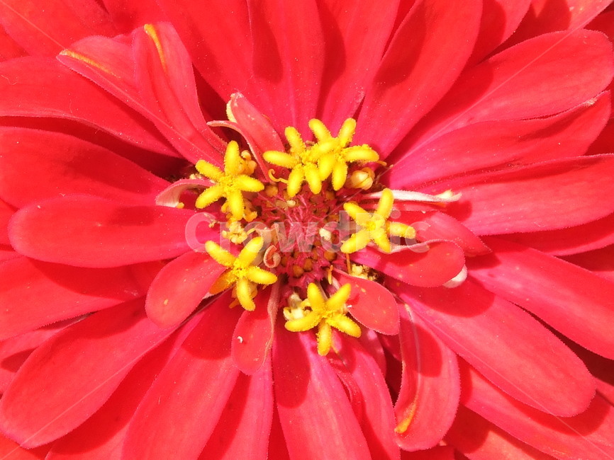 식물,꽃,꽃잎,flower,여름식물,식물,자연,plants,nature,꽃,flower