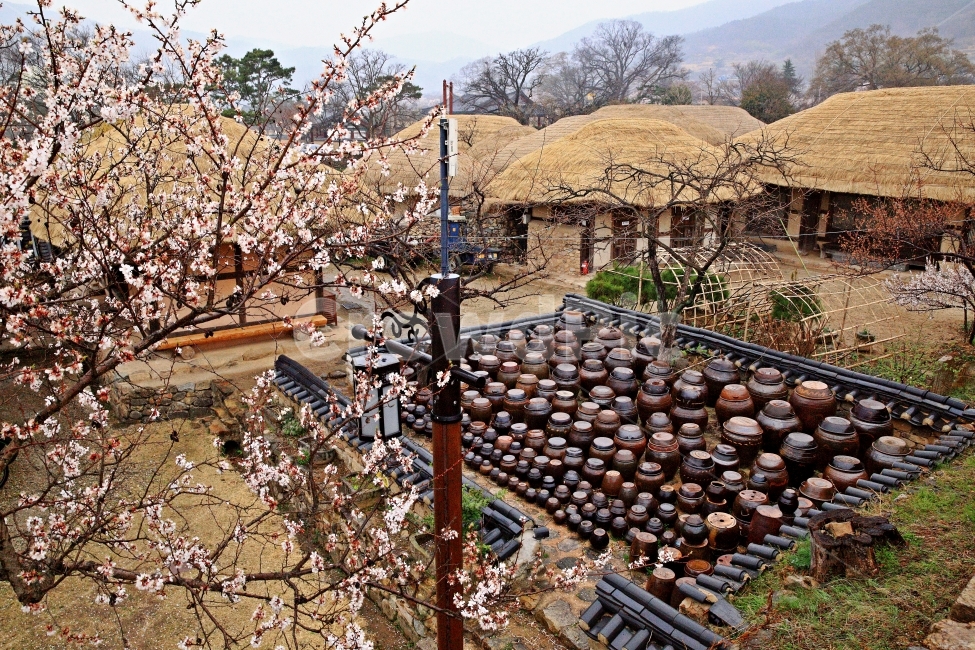 낙안읍성,봄,순천,승주,초가집,봄,계절,spring,season,시골,마을,풍경,landscape,country,rural,town,한국전통,한국문화,korean traditional,korean culture,plant,식물