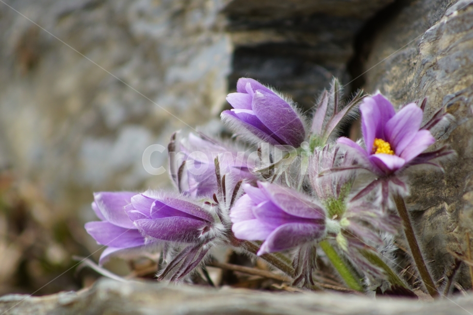 동강,할마꽃,꽃,봄,천연기념물,식물,자연,plants,nature,꽃,flower