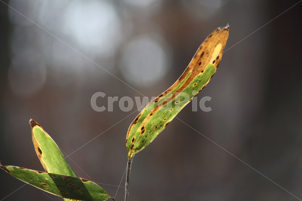 잎,대나무잎,조릿대,산대,leaf,산죽,식물,자연,plants,nature