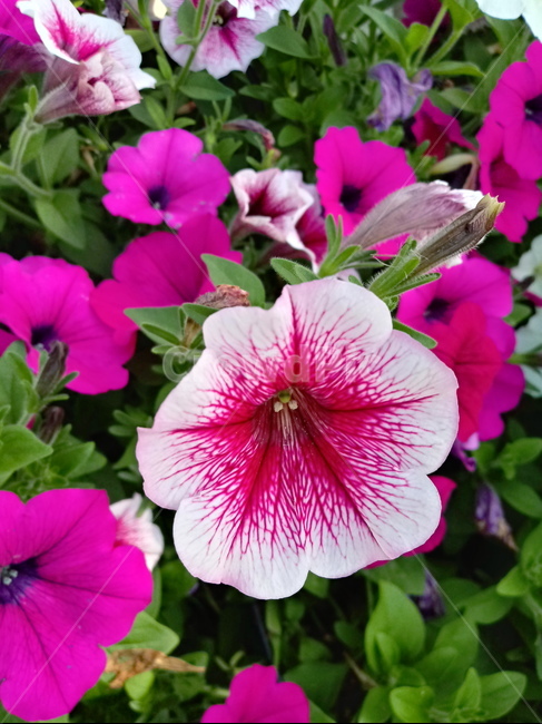 페튜니아,꽃,식물,flower,plant,commongardenpetunia,가지과,한해살이풀,식물,자연,plants,nature,꽃,flower