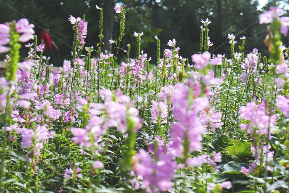 가을,꽃,꽃사진,야생화,가을꽃,식물,자연,plants,nature,꽃,flower,휴식,힐링,rest,relaxation,healing,감성,sensible,feeling