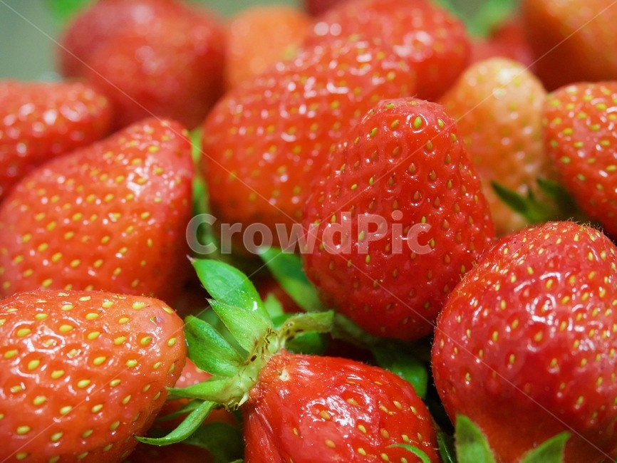 신선한딸기,녹색,흰색,한국딸기,빨간색,유기농,유기농딸기,배경,fruit,과일,strawberry,딸기,food,식품,음식,식재료,요리,food,cook,meal,dishes,food reserves,과일,열매,fruit,채소,야채,vegetables