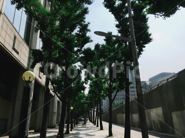 서울,풍경,일상,거리,가로수,도시,풍경,city,landscape,outdoors,옥외