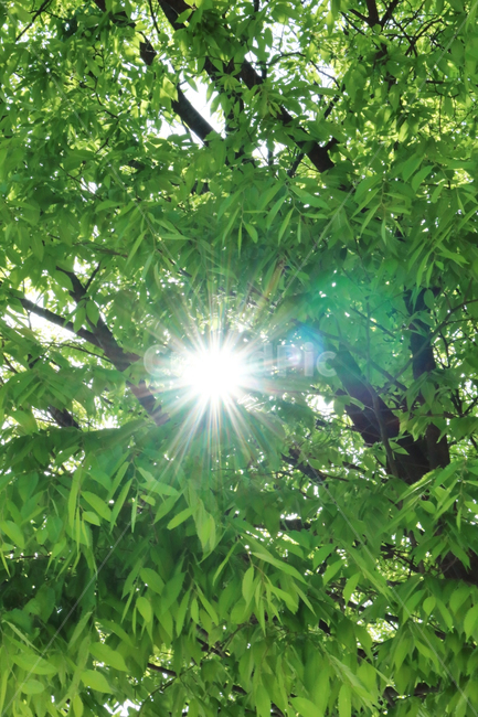 light,빛,flare,플레어,tree,leaf,summer,나무,잎,잎사귀,여름