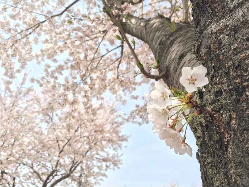 봄,꽃,벚꽃,나무,잎,상쾌,봄,계절,spring,season,식물,자연,plants,nature,꽃,flower,나무,trees,wood,plant
