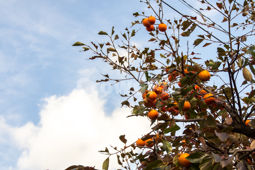 하늘,나무,감,가을,공원,식물,자연,plants,nature,나무,trees,wood,과일,열매,fruit