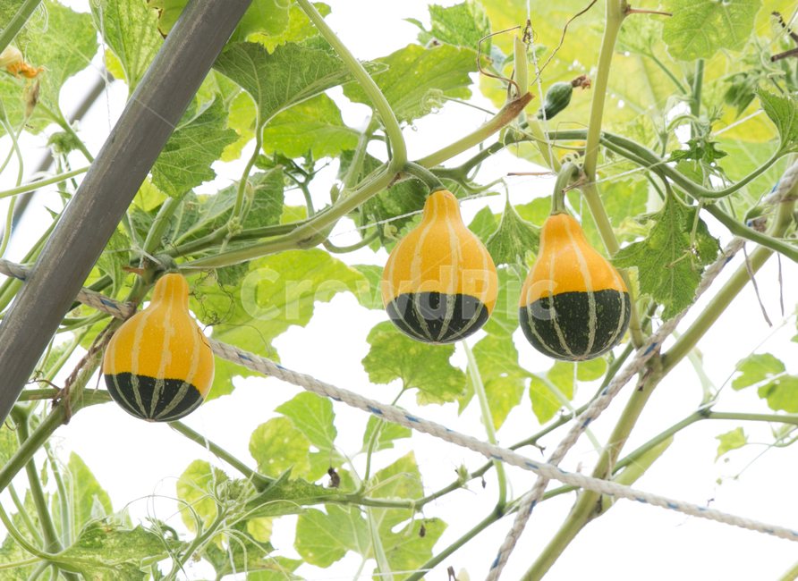 박터널,대롱박,관상박,주렁주렁,호박,애호박,늙은호박,식물,자연,plants,nature,과일,열매,fruit