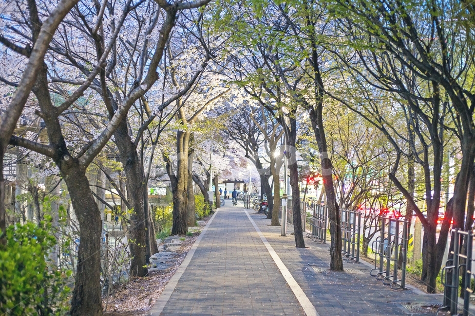 봄,저녁,공원,벚꽃,나무,자연,풍경,길,city,nature,park,season,leef,fall,road,봄,계절,spring,season,도시,풍경,city,landscape,식물,자연,plants,nature,나무,trees,wood,path,통로,walkway,보도,pavement,포장,sidewalk