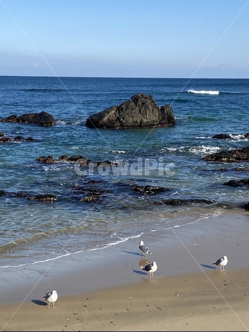 nature,자연,ocean,새,해변