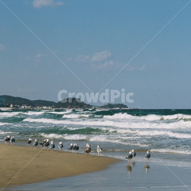 바다,감성,겨울,겨울바다,파도,아침바다,아침,자연,필름,아날로그,분위기,winter,sea,wintersea,mood,atmosphere,자연,풍경,nature,landscape,해변,바다,beach,sea,동물,animal,조류,새,birds,water,물,ocean,대양,outdoors,옥외