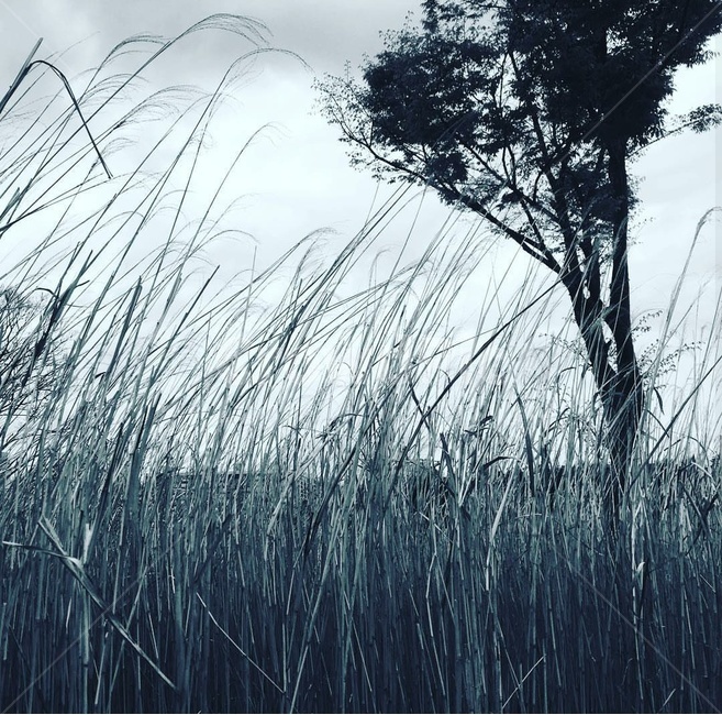 차가움,쓸쓸함,공허함,추움,춥다,갈대,자연,풍경,nature,landscape,흑백,모노톤,monochrome,black and white,grass,잔디,plant,식물,lawn,reed