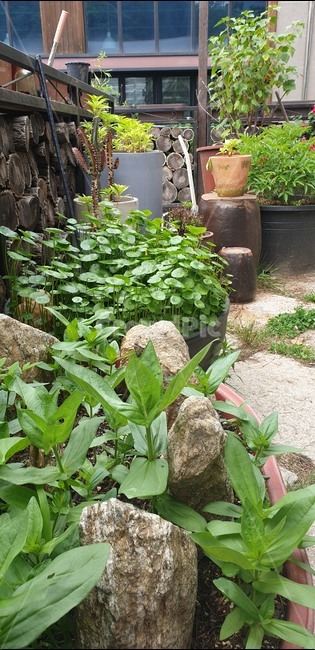 정원,항아리,화분,pottedplant,plant,vase,식물,pottery