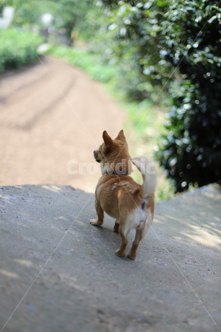 small dog,back,Pets,rump,puppy,country dog,animal,dog,pet dog,pet