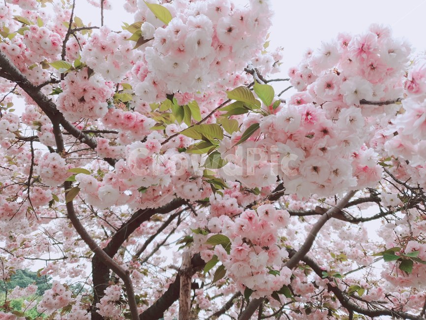 봄,곷,겹벚꽃,왕벚꽃,분홍,식물,자연,plants,nature,꽃,flower