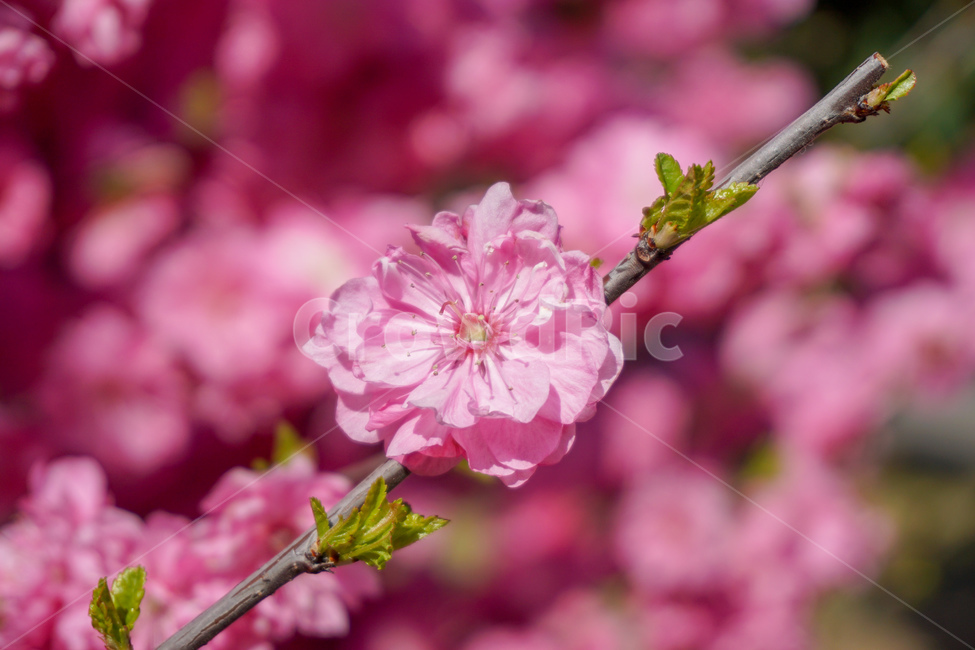 꽃,분홍꽃,아웃포커싱,봄,봄꽃,봄,계절,spring,season,식물,자연,plants,nature,꽃,flower,plant