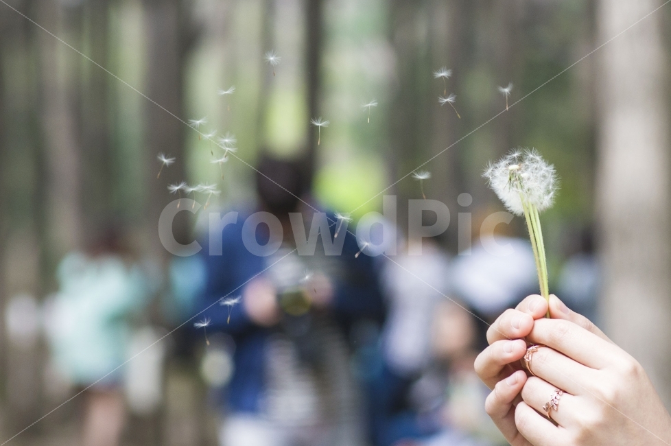 민들레,민들레씨앗,후,감성,날아,식물,자연,plants,nature,꽃,flower,사람,인물,인간,human,person,신체일부,몸,body,감성,sensible,feeling