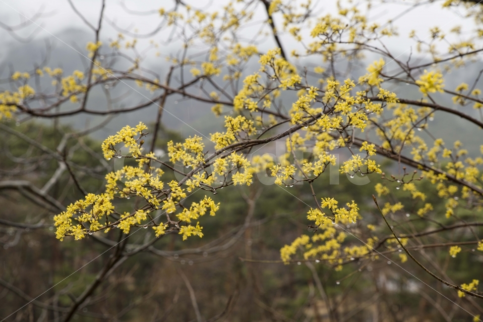봄,봄꽃,산수유,매동마을,지리산,꽃,풍경,봄비,비,물방울,식물,자연,plants,nature,비,비오는날,rain,rainy,봄,계절,spring,season,꽃,flower,blossom,plant